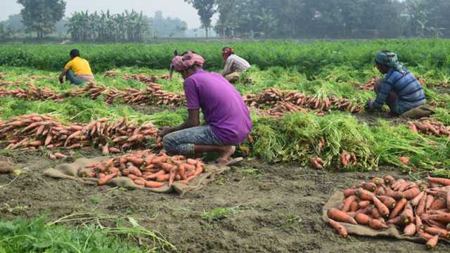 গাজরে বদলেছে চাষিদের ভাগ্য