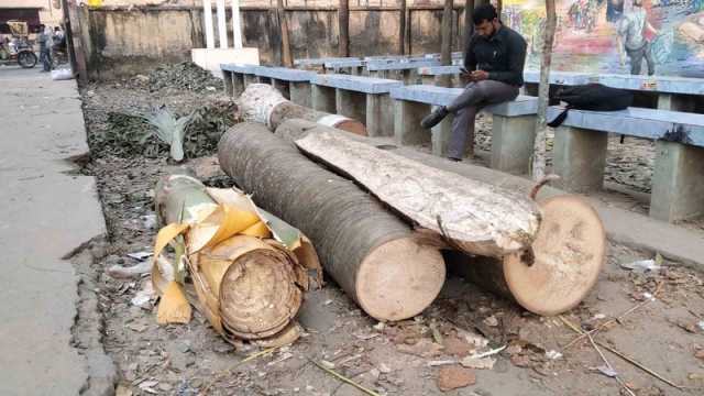 সৌন্দর্য বাড়াতে গাছে কোপ!