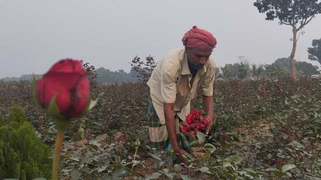 চাহিদার চেয়ে ফুল বেশি দাম নিয়ে অখুশি কৃষক