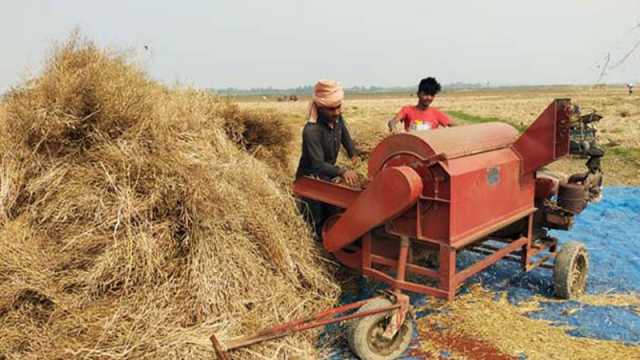 ফলন ও দামে খুশি সরিষা চাষি