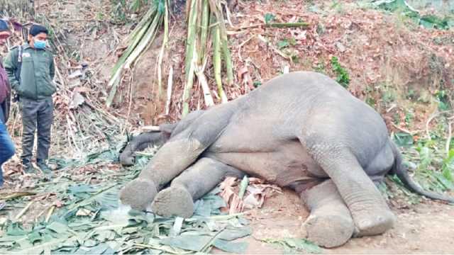 চকরিয়ায় বৈদ্যুতিক ফাঁদে আবারও হাতির মৃত্যু