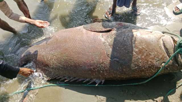 নাফ নদীতে ধরা পড়লো ২০০ কেজির ভোল মাছ 