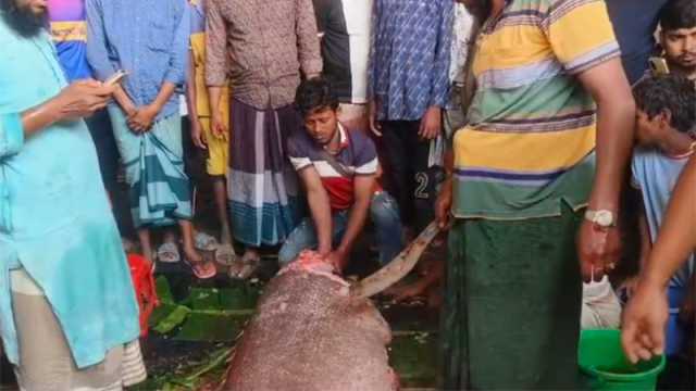 জেলের জালে আটকা ২০০ কেজির ভোল মাছ বিক্রি হলো ১৭০০ টাকা কেজিতে 