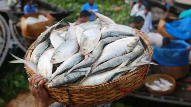 সৌদি আরব ও সংযুক্ত আরব আমিরাতে ১১ হাজার মেট্রিক টন ইলিশ রপ্তানি হবে