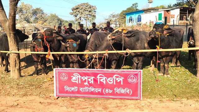 সিলেট সীমান্তে সোয়া কোটি টাকার ভারতীয় পণ্য জব্দ