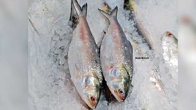 ইলিশ ৬০০ টাকা কেজিতে বিক্রি আজ থেকে 