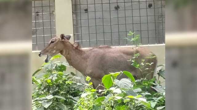 সাফারি পার্কের প্রাচীর টপকে বেরিয়ে গেল নীলগাই, সন্ধান চেয়ে মাইকিং