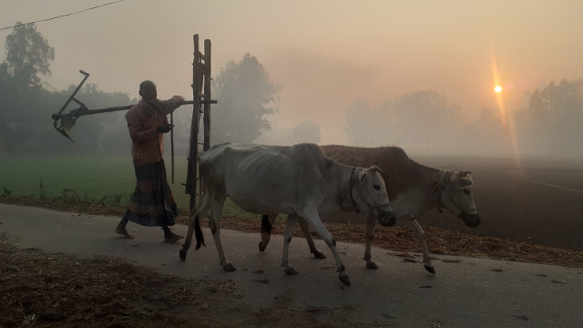 হিমেল বাতাস-কুয়াশায় নাকাল মানুষ