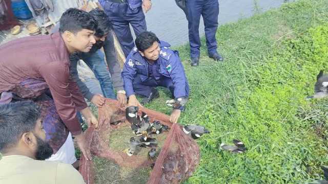 শিকারির ফাঁদে আটকা ১২০০ পাখি অবমুক্ত