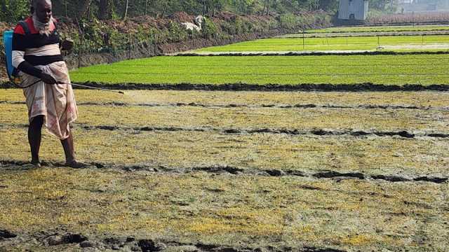 বোরোর চারা গজালেও বৈরী আবহাওয়ায় ক্ষতিতে উদ্বেগ