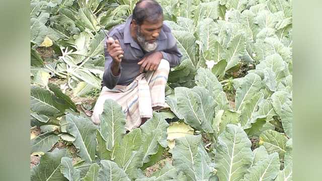 ক্ষেতের ফসল ক্ষেতেই নষ্ট