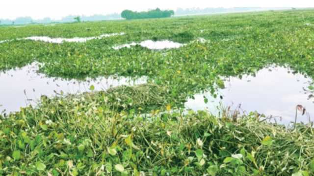 তিন বছর পানির নিচে আড়াইশ বিঘা