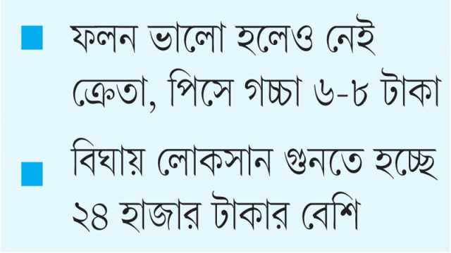 ঝিনাইদহে ফুলকপি আবাদে চাষির সর্বনাশ