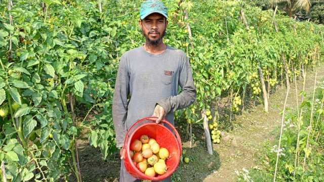 টমেটো-করলা চাষ করে কৃষকের মুখে হাসি