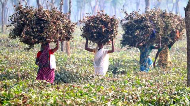 নারী চা শ্রমিকদের সংগ্রাম