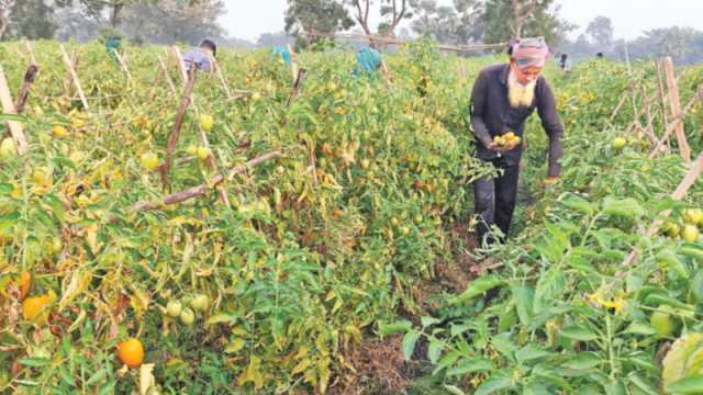 কৃষিপণ্যের চাহিদা কমার শঙ্কা, উদ্বিগ্ন চাষিরা