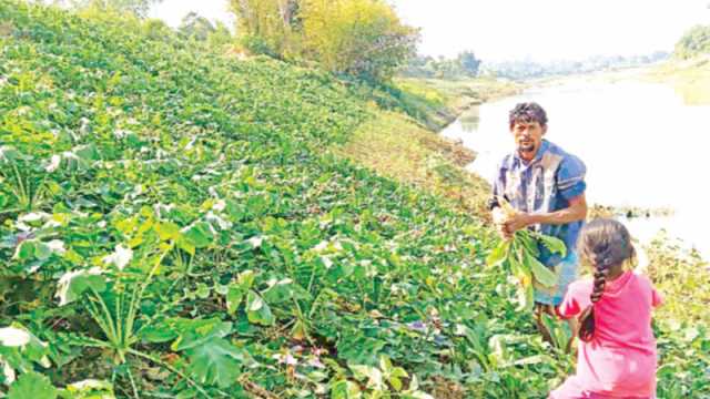 নদী ও খালের চরে ৩ কোটি টাকার সবজি