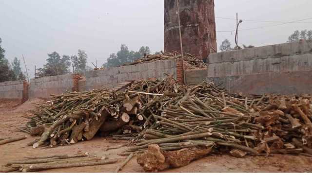 থামছেই না বনের কাঠ দিয়ে ইট পোড়ানো