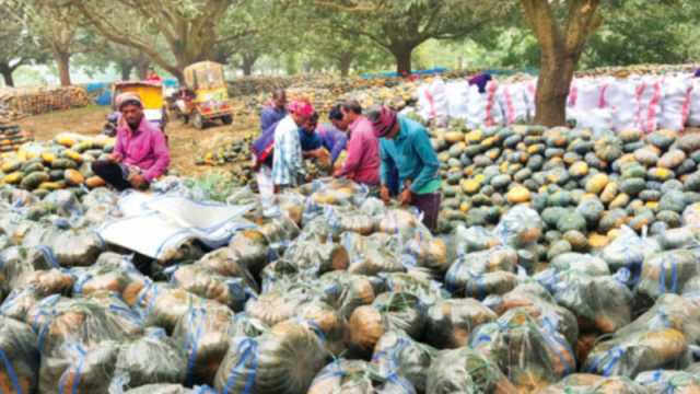 মিষ্টিকুমড়ার ভালো ফলনেও হতাশা