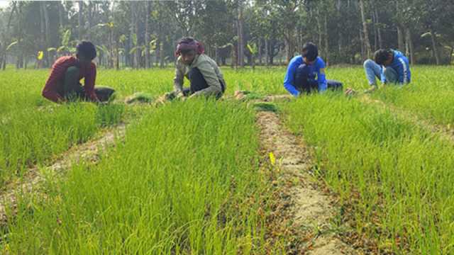 মুড়িকাটায় লোকসান পোষাতে চারা রোপণ